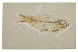Fossil Fish (Knightia) - Green River Formation #217702-1